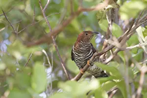 Gerahmter Druck : Kleiner Kuckuck, Cuculus poliocephalus Gerahmter Druck : Kleiner Kuckuck, Cuculus poliocephalus