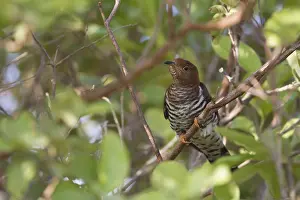 Gerahmter Druck : Kleiner Kuckuck, Cuculus poliocephalus