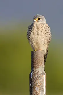 Lesser Kestrel Drucke: Lesser Kestrel