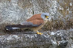 Lesser Kestrel Drucke: Lesser Kestrel