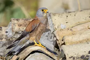 Raptor Wildlife Images Drucke: Lesser Kestrel