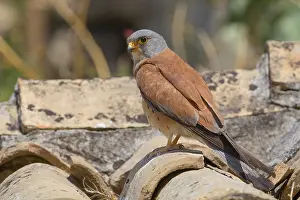 Lesser Kestrel Drucke: Lesser Kestrel