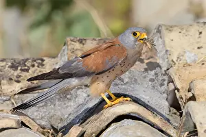 Lesser Kestrel Drucke: Lesser Kestrel