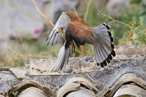 Birds Of Prey In Flight Drucke: Lesser Kestrel
