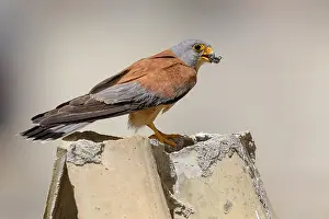 Lesser Kestrel Drucke: Lesser Kestrel