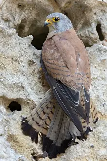 Lesser Kestrel Drucke: Lesser Kestrel