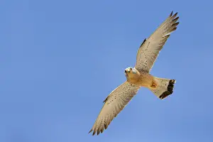Raptor In Flight Drucke: Lesser Kestrel