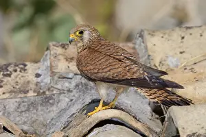 Nature Photography Italy Drucke: Lesser Kestrel