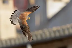 Birds In Flight Europe Drucke: Lesser Kestrel