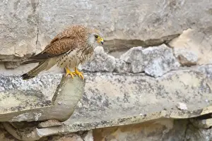 Lesser Kestrel Drucke: Lesser Kestrel