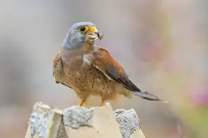 Lesser Kestrel Drucke: Lesser Kestrel
