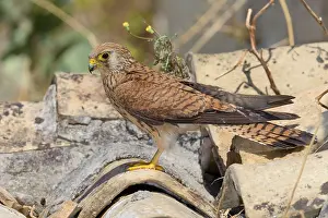 European Nature Photos Drucke: Lesser Kestrel