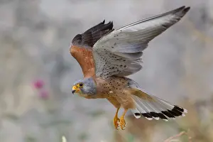 Birds In Flight Europe Drucke: Lesser Kestrel