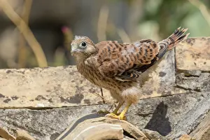 Nature Wildlife Photos Drucke: Lesser Kestrel Chick