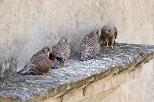 Raptor Wildlife Images Drucke: Lesser Kestrel Chicks