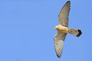 Raptor Bird Species Europe Drucke: Lesser Kestrel in flight
