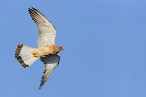 Raptor Wildlife Photos Drucke: Lesser Kestrel in flight