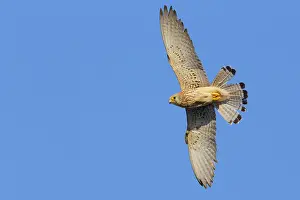 Raptor Wildlife Photography Drucke: Lesser Kestrel in flight