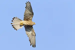Nature Wildlife Photos Drucke: Lesser Kestrel in flight