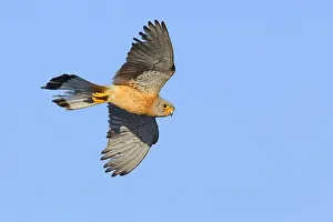 Bird In Flight Pictures Drucke: Lesser Kestrel in flight