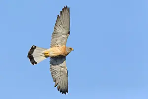European Raptors Drucke: Lesser Kestrel in flight