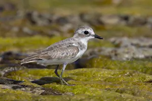 Shorebird Species Drucke: Lesser Sand Plover