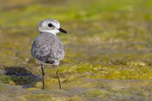 Middle East Wildlife Drucke: Lesser Sand Plover