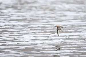 Mai Drucke: Kleiner Sandstrandläufer, Charadrius mongolus pamirensis