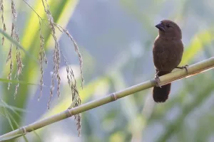 Tanzania Wildlife Photos Drucke: Lesser Seedcracker, Pyrenestes minor