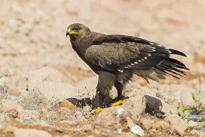 Lesser Spotted Eagle Drucke: Lesser Spotted Eagle