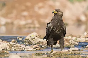 Lesser Spotted Eagle Drucke: Lesser Spotted Eagle