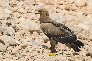 Lesser Spotted Eagle Drucke: Lesser Spotted Eagle