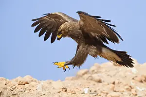 Lesser Spotted Eagle Drucke: Lesser Spotted Eagle