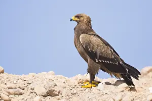 Lesser Spotted Eagle Drucke: Lesser Spotted Eagle