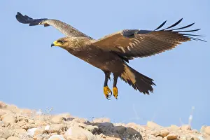 Lesser Spotted Eagle Drucke: Lesser Spotted Eagle