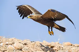 Lesser Spotted Eagle Drucke: Lesser Spotted Eagle