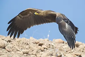 Lesser Spotted Eagle Drucke: Lesser Spotted Eagle