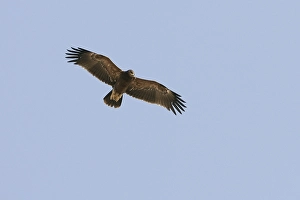 Lesser Spotted Eagle Drucke: Lesser Spotted Eagle, Schreeuwarend, Aquila pomarina