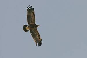 Lesser Spotted Eagle Drucke: Lesser Spotted Eagle, Schreeuwarend, Aquila pomarina