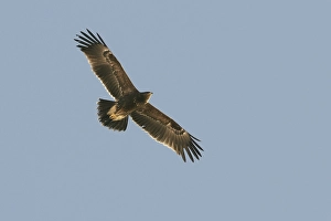 Lesser Spotted Eagle Drucke: Lesser Spotted Eagle, Schreeuwarend, Aquila pomarina