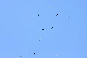 Lesser Spotted Eagle Drucke: Lesser Spotted Eagle, Schreeuwarend, Aquila pomarina