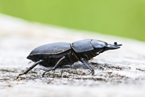 Lesser Stag Beetle Drucke: Lesser stag beetle, Dorcus parallelipipedus