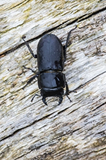 Lesser Stag Beetle Drucke: Lesser stag beetle, Dorcus parallelipipedus