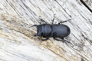 Kleiner Hirschkäfer, Dorcus parallelipipedus