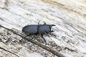 Lesser Stag Beetle Drucke: Lesser stag beetle, Dorcus parallelipipedus