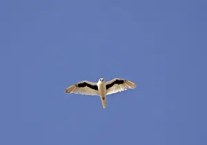 Bird Of Prey Australia Drucke: Letter-winged Kite, Elanus scriptus