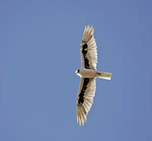 Australian Birds Of Prey Drucke: Letter-winged Kite, Elanus scriptus