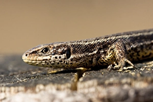 Lacerta Vivipara Drucke: Levendbarende Hagedis, Viviparous Lizard, Zootoca vivipara