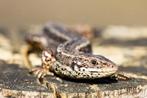 Viviparous Lizard Species Drucke: Levendbarende Hagedis, Viviparous Lizard, Zootoca vivipara