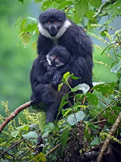 Bilder Datiert 25. Juli 2007: L'Hoests Maki (Cercopithecus lhoesti)